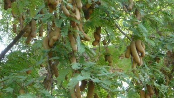Why Tamarind Leaves Should Be a Part of Your Meals