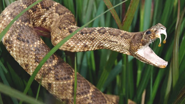 Do you know about snake venom plant