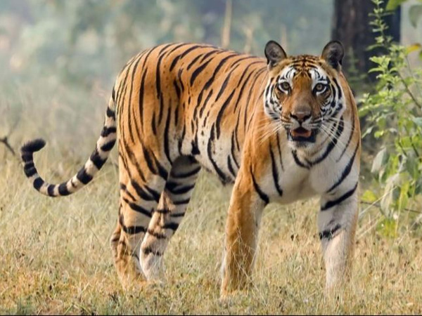 A tiger was spotted in the forests of Raghunathapalem in Bhadradri Kothagudem district