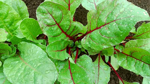 If you find these leaves don t throw them away This is a super food that keeps your heart healthy