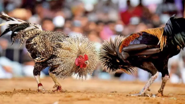 hundred crores bettings in ap over cockfights in two days