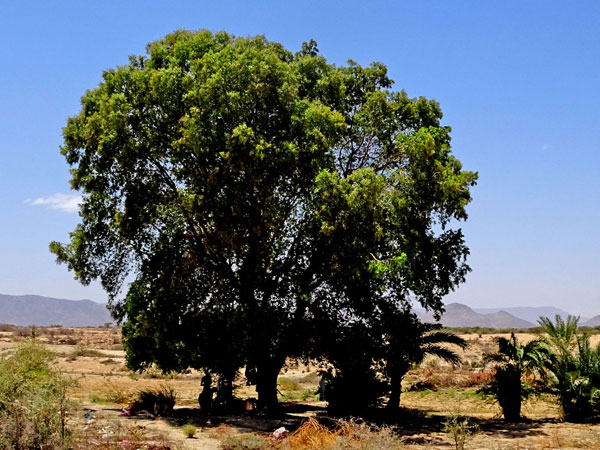 Are you growing Conocarpus trees to provide shade These will drain your life Be careful Are you growing Conocarpus trees to provide shade These will drain your life Be careful