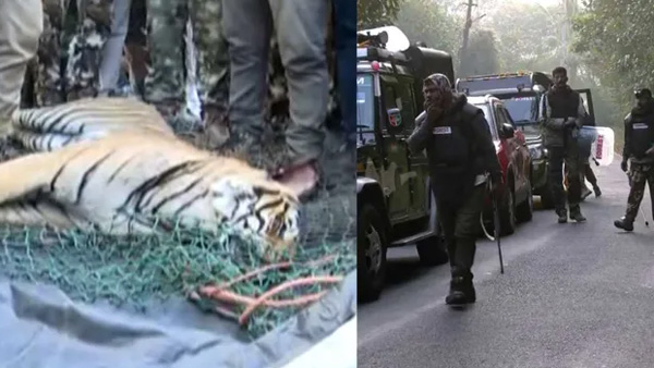 The man-eater tiger who killed and ate people died shocking twist in tiger death