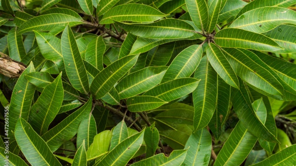 Health Benefits of Mango Leaves