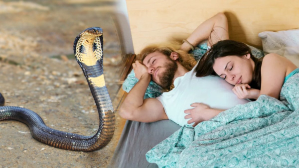 Why do snakes dreams