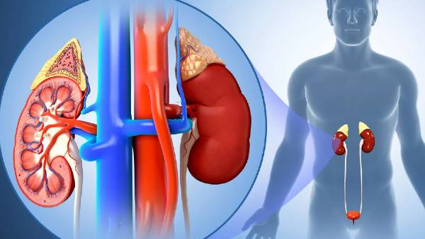 Kidney disease is a serious health problem and early detection is important The kidneys perform important functions in our body such as purifying the blood removing waste and maintaining the balance of fluids in the body
