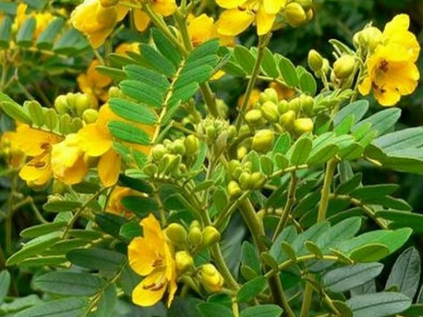 If you see a tangeda plant bring it home It has amazing health benefits If you see a tangeda plant bring it home It has amazing health benefits