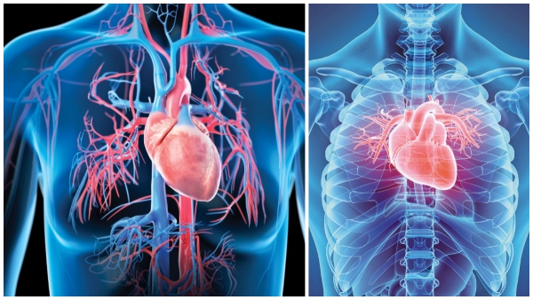 Are women s hearts stronger than men s Why do women have fewer heart problems