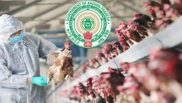 ap government clarified no new bird flu cases no restrictions on fowls and eggs transport ap government clarified no new bird flu cases no restrictions on fowls and eggs transport