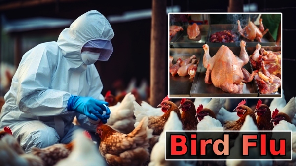 Bird Flu Effect Significant Drop in Chicken Sales in Telugu States Bird Flu Effect Significant Drop in Chicken Sales in Telugu States