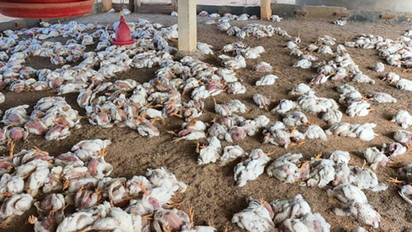7000 chickens die in Nalgonda district People are afraid of bird flu in telangana 7000 chickens die in Nalgonda district People are afraid of bird flu in telangana