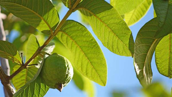 A panacea for diabetics Just eating guava leaves will dissolve cholesterol