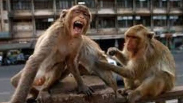 If you want to become sarpanch you must catch monkeys If you want to become sarpanch you must catch monkeys