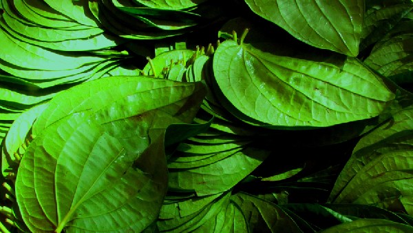 Betel leaves can help control hundreds of diseases including diabetes