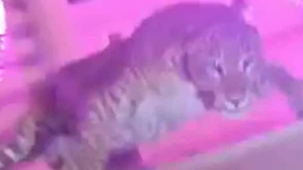 Cheetah Disrupts Wedding Ceremony in Lucknow Bride and Groom Lock Themselves in Car Cheetah Disrupts Wedding Ceremony in Lucknow Bride and Groom Lock Themselves in Car