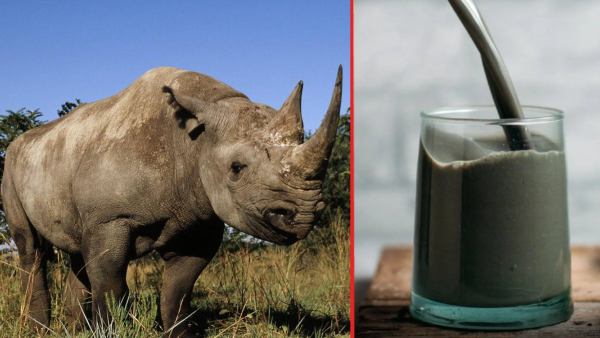 Do you know any animal that gives black milk