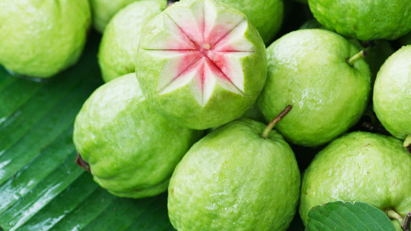 The health wonders of guava are uncountable it gives many health benefits The health wonders of guava are uncountable it gives many health benefits