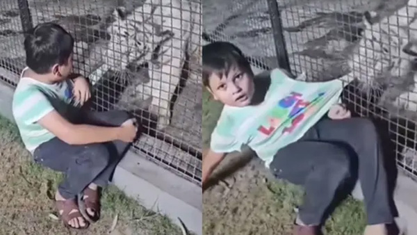 Child Gets Caught in Tiger s Mouth at Zoo Speaks to the Animal in Viral Video Child Gets Caught in Tiger s Mouth at Zoo Speaks to the Animal in Viral Video
