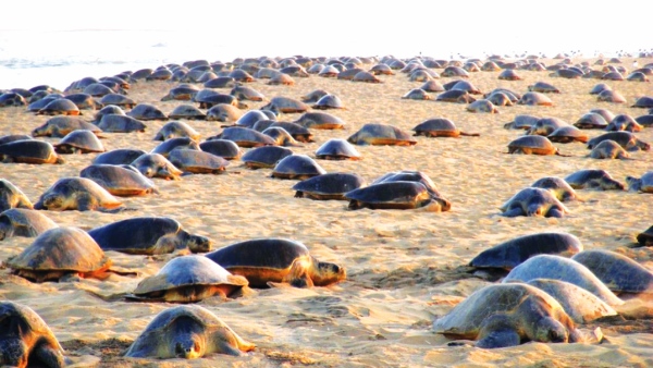 Special guests to that beach 7 lakh turtles on the shore in 12 days Why did they come
