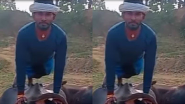 Man Does Push-Ups on a buffalo Viral Video Takes Over Instagram