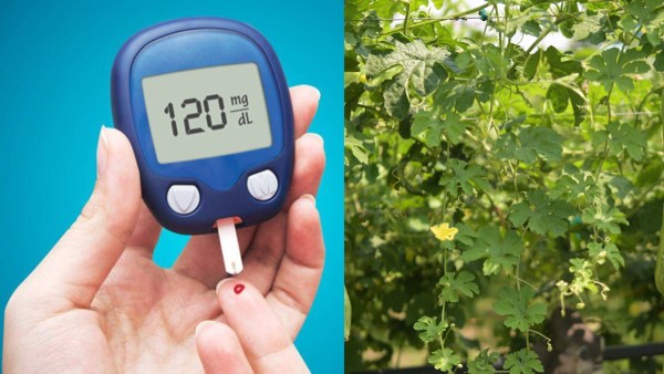 natures-gift-for-diabetes-just-eat-two-bitter-gourd-leaves-a-day-and-you-will-see-wonders