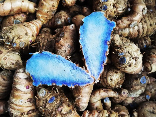 Having black turmeric in your kitchen can cure many diseases including cancer