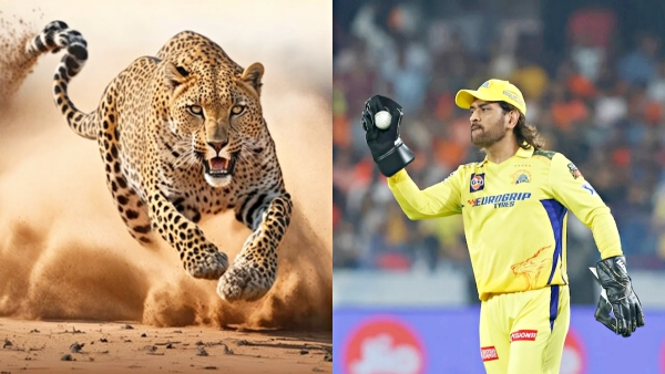 Dhoni vs Cheetah ChatGPT Predicts the Ultimate Speed Champion