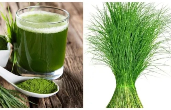 Drink Wheat grass juice daily Get a hundred health benefits