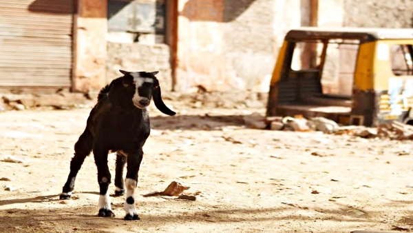 MAN RAPES GOAT IN MALDA investigation underway