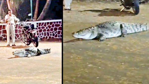 Crocodile Stirs Panic on IIT Bombay Powai Campus Students Flee in Fear