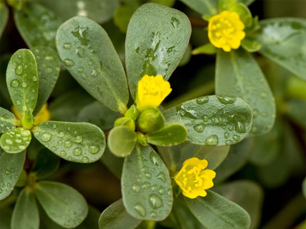 Portulaca oleracea health benefits and uses in telugu