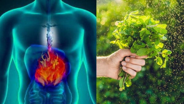 Include mint in your diet every day You will see wonders in your health Include mint in your diet every day You will see wonders in your health