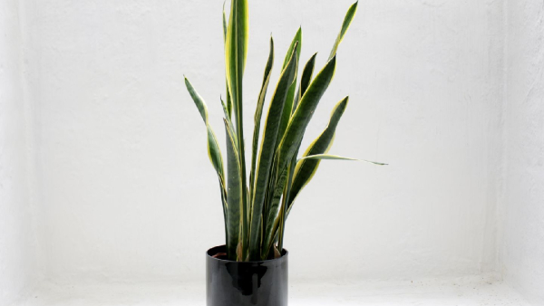 health-benefits-of-keeping-a-snake-plant-indoors-and-bed-room health-benefits-of-keeping-a-snake-plant-indoors-and-bed-room