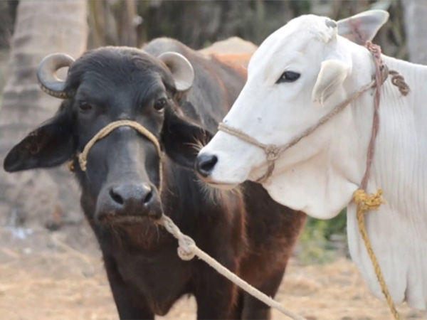 Cow s milk or buffalo s milk which of these two is better Cow s milk or buffalo s milk which of these two is better