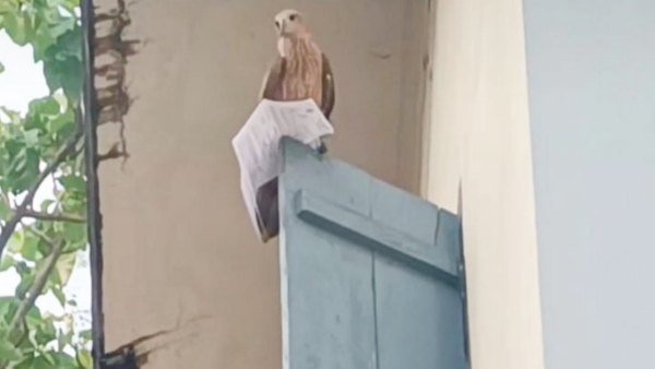 Eagle Snatches Hall Ticket Student s Exam in Jeopardy Eagle Snatches Hall Ticket Student s Exam in Jeopardy