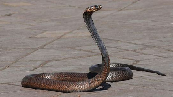 A cobra found in TTD EO Shyamala Rao s bungalow