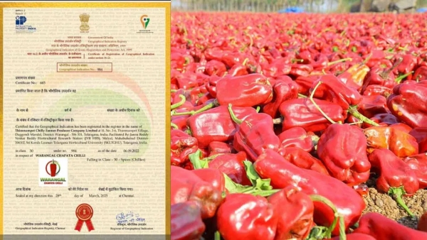 Warangal Chapata Mirchi Secures Geographical Indication GI Tag