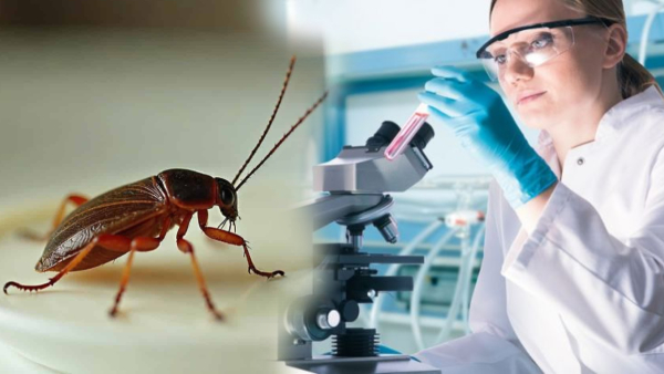 what scientists do with cockroach milk