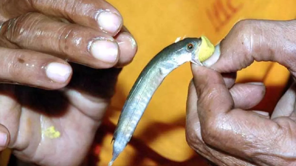 alert-for-asthma-patients-date-fixed-for-fish-prasadam-distribution