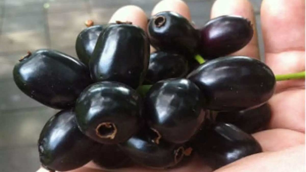 jamun health benefits it reduces diabetes obesity and high bp many more jamun health benefits it reduces diabetes obesity and high bp many more