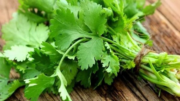 the-benefits-of-consuming-coriander-juice-on-an-empty-stomach-are-here the-benefits-of-consuming-coriander-juice-on-an-empty-stomach-are-here