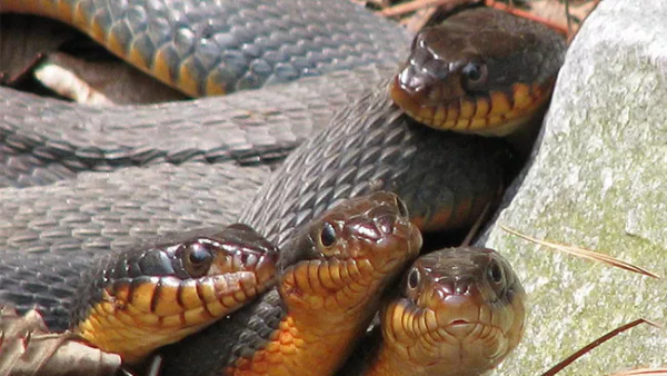 snakes fear in rainy season precaution to farmers students people to avoid snakes bites snakes fear in rainy season precaution to farmers students people to avoid snakes bites