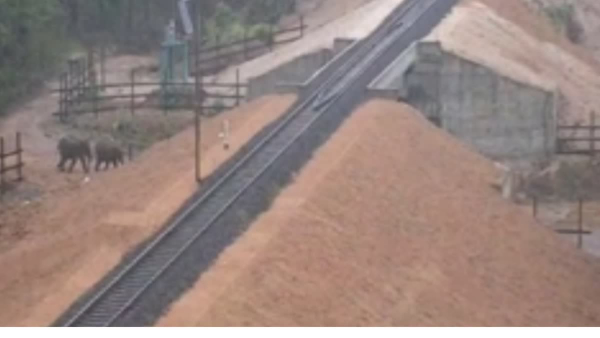 ai technology saved 5 thousand above elephants in tamilandu forests near railway tracks