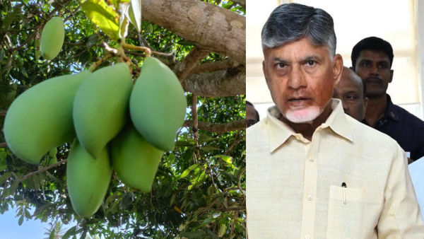 ap government announces key decisions on totapuri mango ahead of ys jagan Chittoor tour ap government announces key decisions on totapuri mango ahead of ys jagan Chittoor tour