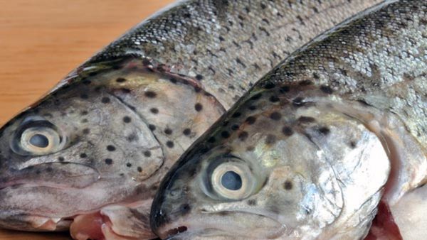 Fish Eyes Nutritional Benefits and health benefits Fish Eyes Nutritional Benefits and health benefits