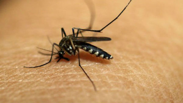 ap government to control mosquito menace with new AI based system- hers are details