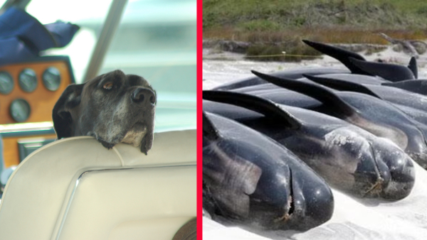 Animals that commit suicide