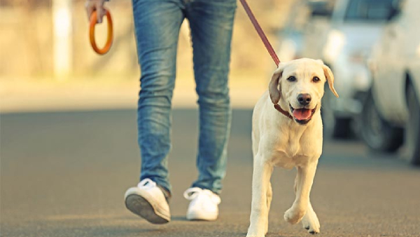 Dog walker earns Rs 4 5 lakh per month Dog walker earns Rs 4 5 lakh per month