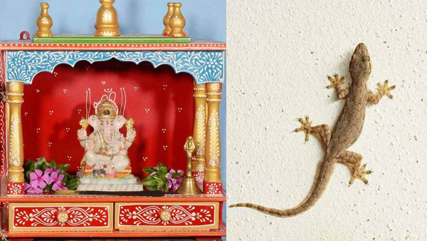 Is it good or bad to have lizards in your god room