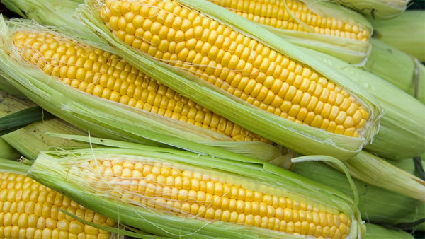 sweet corn health benefits and uses in telugu